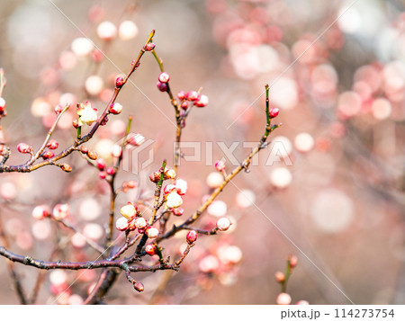 新春に咲き始めた美しい白梅 新春に咲き始めた美しい白梅 114273754