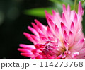 赤いダリアの花 114273768