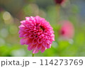 赤いダリアの花 114273769