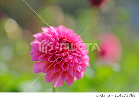 赤いダリアの花 114273769