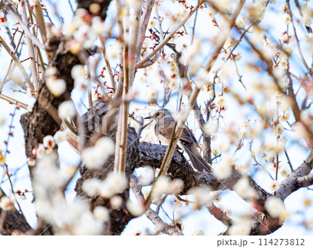新春に咲き始めた美しい白梅に遊びに来たヒヨドリ 114273812