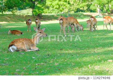 日陰で涼んでいる奈良公園の鹿の群れ 114274046