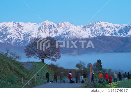 白馬・平野の一本桜と雲海 114274057