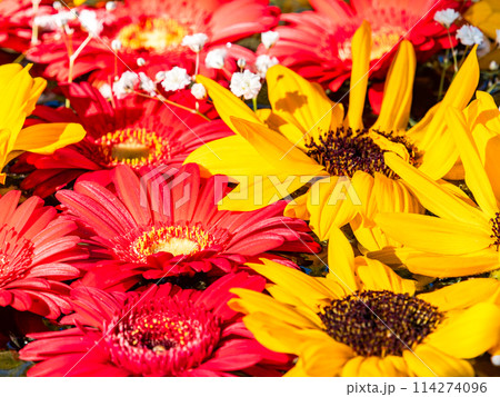 新春を彩るカラフルで楽しい花手水 114274096