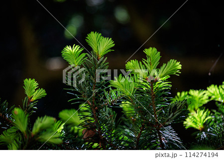 もみの木の若葉 114274194