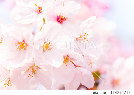 美しいピンクの桜の花 114274218