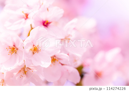 美しいピンクの桜の花 114274226