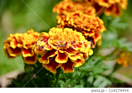 黄色いマリーゴールド 114274454