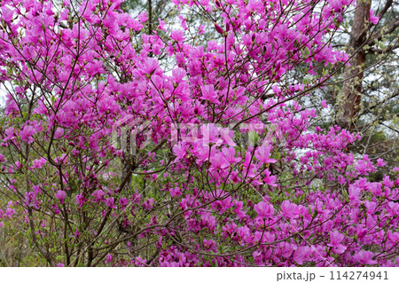 咲きほこるピンクの花 つつじ 咲きほこるピンクの花 つつじ 114274941
