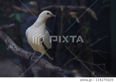 The pied imperial pigeon bird is rest in the garden 114275029