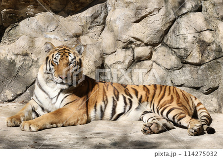 Close up Indochinese tiger is rest Close up Indochinese tiger is rest 114275032