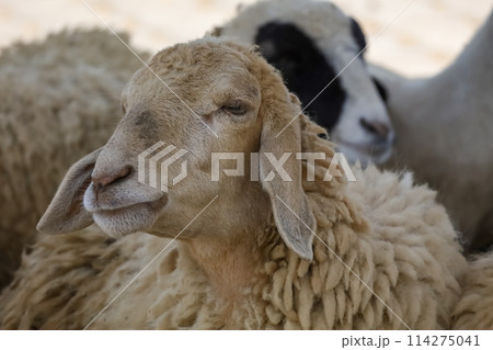 Close up the baby Sheep is rest Close up the baby Sheep is rest 114275041