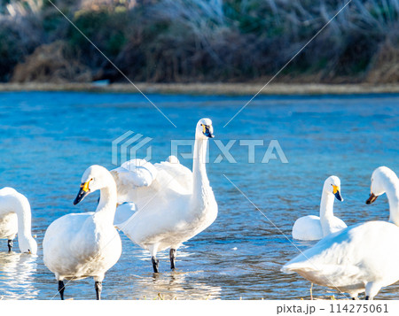 首都圏に一番近い白鳥飛来地　越辺川のコハクチョウの美しい姿 114275061