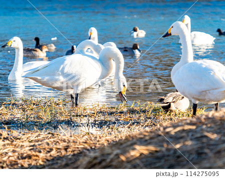 首都圏に一番近い白鳥飛来地　越辺川のコハクチョウの美しい姿 114275095