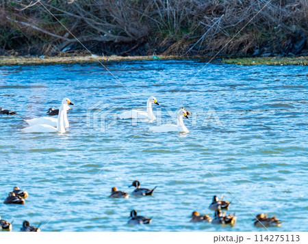 首都圏に一番近い白鳥飛来地 越辺川のコハクチョウの美しい姿 首都圏に一番近い白鳥飛来地 越辺川のコハクチョウの美しい姿 114275113