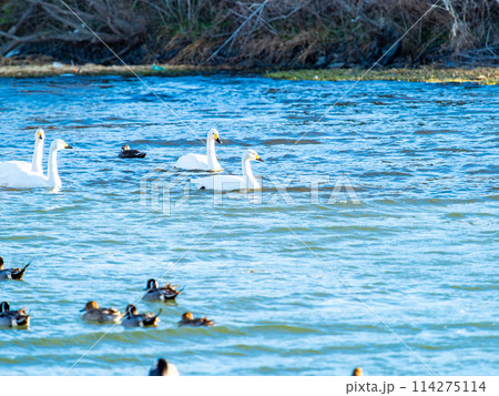 首都圏に一番近い白鳥飛来地　越辺川のコハクチョウの美しい姿 114275114
