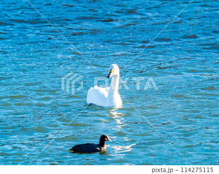 首都圏に一番近い白鳥飛来地　越辺川のコハクチョウの美しい姿 114275115
