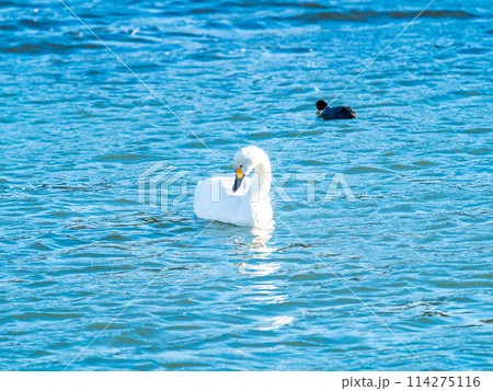 首都圏に一番近い白鳥飛来地　越辺川のコハクチョウの美しい姿 114275116