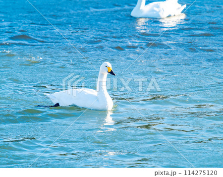首都圏に一番近い白鳥飛来地　越辺川のコハクチョウの美しい姿 114275120