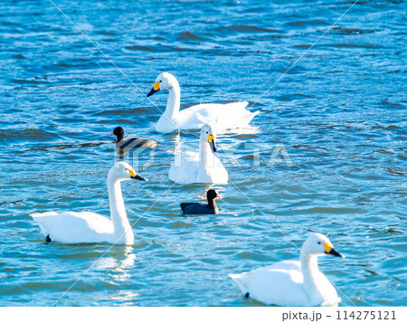 首都圏に一番近い白鳥飛来地 越辺川のコハクチョウの美しい姿 首都圏に一番近い白鳥飛来地 越辺川のコハクチョウの美しい姿 114275121