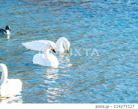 首都圏に一番近い白鳥飛来地　越辺川のコハクチョウの美しい姿 114275127