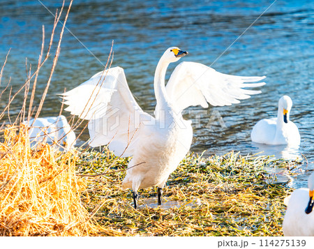 首都圏に一番近い白鳥飛来地　越辺川のコハクチョウの美しい姿 114275139