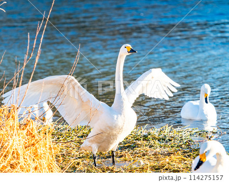 首都圏に一番近い白鳥飛来地　越辺川のコハクチョウの美しい姿 114275157