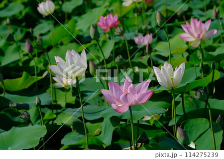 奈良藤原京跡の蓮の花 奈良藤原京跡の蓮の花 114275239
