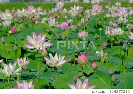 奈良藤原京跡の蓮の花 114275250