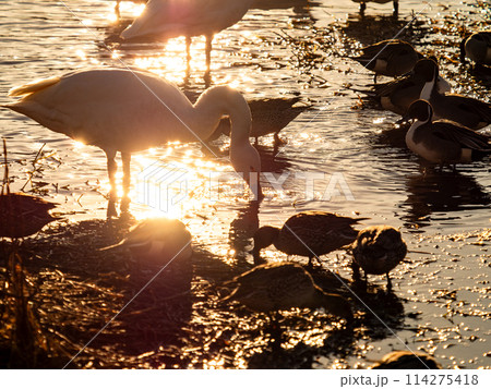 首都圏に一番近い白鳥飛来地 越辺川のコハクチョウの美しい姿 首都圏に一番近い白鳥飛来地 越辺川のコハクチョウの美しい姿 114275418