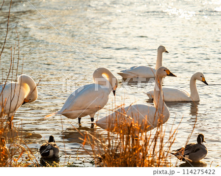 首都圏に一番近い白鳥飛来地 越辺川のコハクチョウの美しい姿 首都圏に一番近い白鳥飛来地 越辺川のコハクチョウの美しい姿 114275422