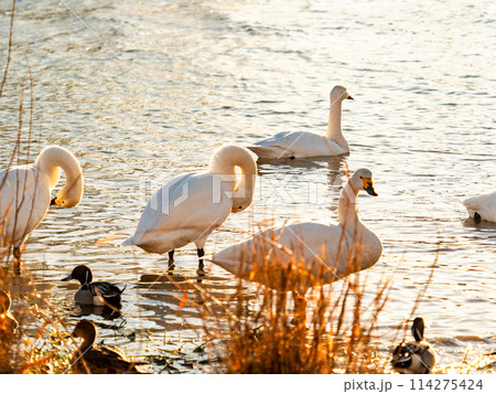 首都圏に一番近い白鳥飛来地　越辺川のコハクチョウの美しい姿 114275424