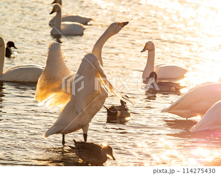首都圏に一番近い白鳥飛来地　越辺川のコハクチョウの美しい姿 114275430