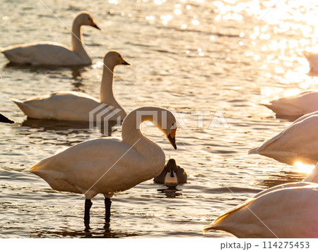 首都圏に一番近い白鳥飛来地　越辺川のコハクチョウの美しい姿 114275453