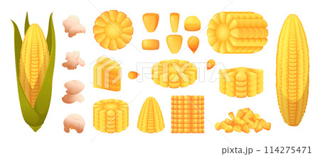 Corn. Natural eco products vegetables corns exact vector pictures of delicious food Corn. Natural eco products vegetables corns exact vector pictures of delicious food 114275471
