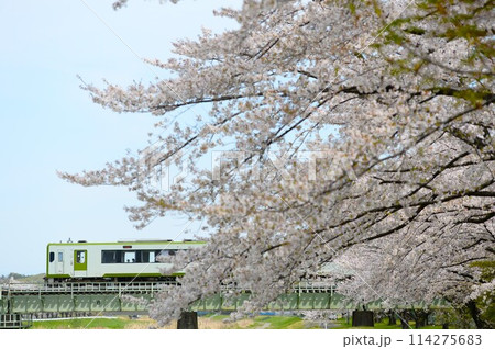 千本桜と八高線 千本桜と八高線 114275683