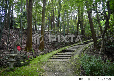 京都市北区 正伝寺の苔むす参道 114275706