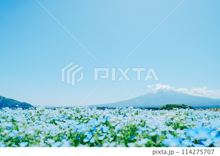 富士山とネモフィラと河口湖 114275707