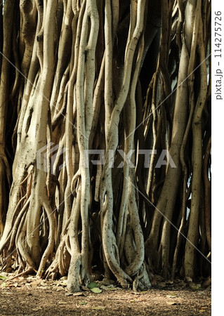 roots of tree roots 114275726