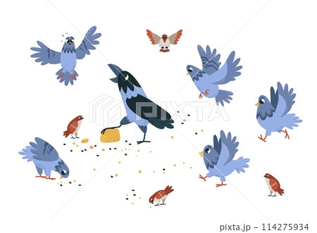 Street birds eating. Magpie, crow and sparrows with pigeons. Isolated urban scene with bird crowd feeding. Funny characters pecking, classy vector concept 114275934
