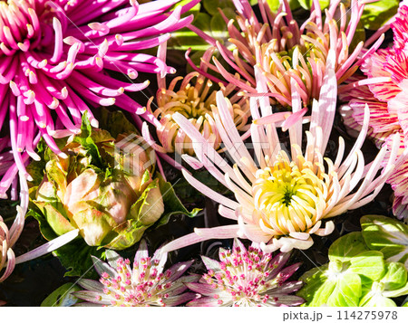 新春を彩るカラフルで楽しい花手水 114275978