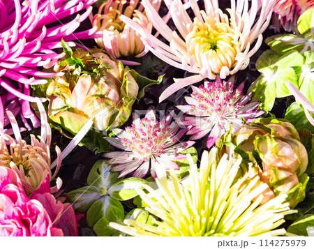 新春を彩るカラフルで楽しい花手水 新春を彩るカラフルで楽しい花手水 114275979