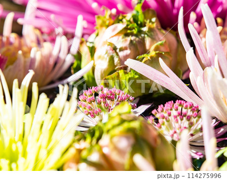 新春を彩るカラフルで楽しい花手水 114275996