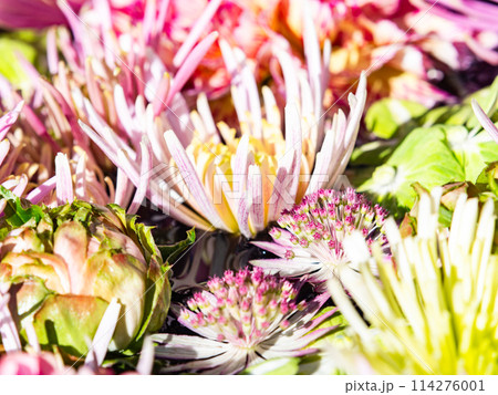 新春を彩るカラフルで楽しい花手水 114276001