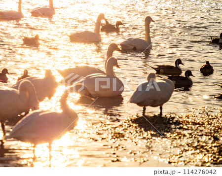 首都圏に一番近い白鳥飛来地　越辺川のコハクチョウの美しい姿 114276042