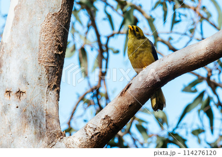 Australian Bell Miner in Victoria Australia Australian Bell Miner in Victoria Australia 114276120