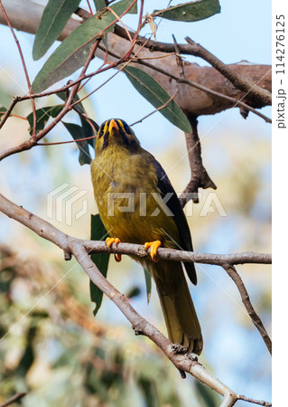 Australian Bell Miner in Victoria Australia Australian Bell Miner in Victoria Australia 114276125