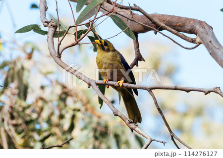 Australian Bell Miner in Victoria Australia Australian Bell Miner in Victoria Australia 114276127