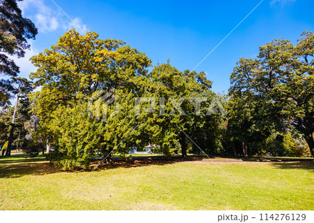 Shrine of Remembrance in Melbourne Australia 114276129