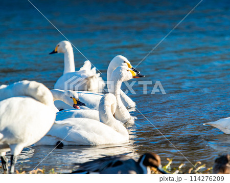 首都圏に一番近い白鳥飛来地　越辺川のコハクチョウの美しい姿 114276209